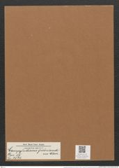 Campylodiscus groenlandicus Cleve. (de-Toni-Nr.: Genus 57, Species 2521) Zeichnungen Sammlung Grunow Mappe 02677 (Herbarium_W_Grunow_drawings_Folder_02677)